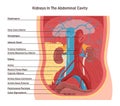 Human kidney location in the abdominal cavity. Anatomical space