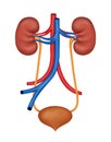 Human kidney medical diagram. Human Urinary System Diagram realistic illustration isolated on white background.