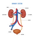 Human kidney medical diagram. Human Urinary System Diagram realistic 3d illustration isolated on white background.