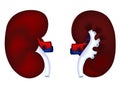 Human kidney model