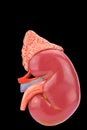 Human kidney model on black background