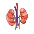 Human kidney organ vector front view illustration isolated on white background. Healthcare medicine concept. Anatomy, of