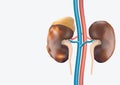 Human Kidney presents a medical concept as a organ that has the formation of painful minerals as a medical symbol with visual