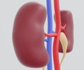 human kidney or renal capsule and the blood vessels