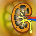 Human Kidney Structure Royalty Free Stock Photo