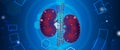 Human kidney ,Technology with flat style.EPS10 Royalty Free Stock Photo
