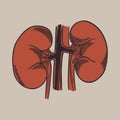 The human kidney vector hand drawn illustration. Vintage engraved organs, kidneys, ureters, excretory system. Medical anatomy