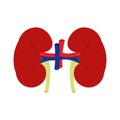 Human kidney vector illustration.