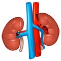 Human kidneys