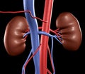 Human Kidneys Royalty Free Stock Photo