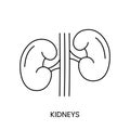 Human kidneys are an anatomical icon line in a vector, an illustration of the internal organ of the urinary system.