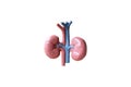 Human Kidneys Anatomical Model on white background