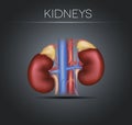 Human kidneys on a black gradient background