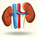 Human kidneys cartoon