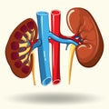 Human kidneys cartoon