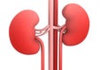 Human kidneys Royalty Free Stock Photo