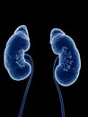 The human kidneys Royalty Free Stock Photo