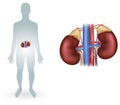 Human kidneys Royalty Free Stock Photo