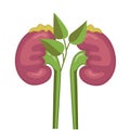 Human kidneys, excretory system. Healthy kidney concept. Vector illustration