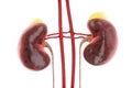 Human kidneys isolated on white background. Human anatomy, internal organs, medicine, transplantology. 3D rendering, 3D Royalty Free Stock Photo