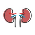 Human kidneys linear icon.