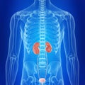 The human kidneys Royalty Free Stock Photo