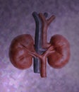 Human kidneys model concept of health care, human organ transplant, kidney transplantation