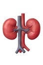 Human kidneys model isolated on white, close up. The concept of health care, human organ transplant, kidney transplantat