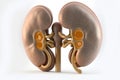 Human kidneys model on white background. Generative AI illustration