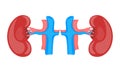 Human kidneys responsible for blood purification