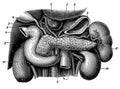 The human kidneys and their neighboring organs.