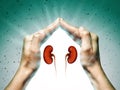 The concept of a healthy kidneys Royalty Free Stock Photo