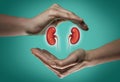 The concept of a healthy kidneys.