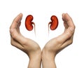 The concept of a healthy kidneys Royalty Free Stock Photo