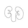 Human kidneys with ureters one line art. Continuous line drawing of human, internal, organs, kidneys, ureters, excretory