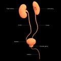 Human Kidneys, Urinary Bladder Anatomy with Detailed Labels