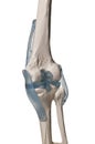 Human knee