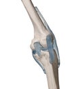 Human knee