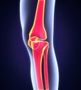 Human Knee Anatomy Royalty Free Stock Photo