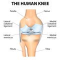 Human Knee Anatomy Royalty Free Stock Photo