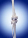 The human knee bones