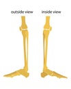 Human knee and foot leg view outside and view inside. Vector illustration. Flat design