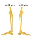 Human knee and foot leg view outside and view inside. Vector illustration. Flat design