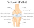 Human Knee joint anatomy. Ligaments of the knee. Anterior and Posterior cruciate ligaments, Patellar and Quadriceps, tendons, Royalty Free Stock Photo