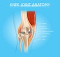 Human Knee Joint Anatomy Realistic Vector Scheme Royalty Free Stock Photo