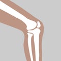 Human knee joint Royalty Free Stock Photo