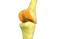 Human knee joints