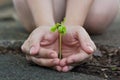 Human lady hands protect the tamarind sprout