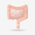 Human large and small intestine digestive system gastrointestinal tract anatomy internal organ biology healthcare