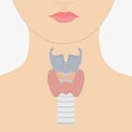 Human larynx anatomy Royalty Free Stock Photo